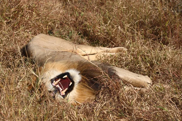 Afrikanischer Loewe African Lion Panthera Leo — стокове фото