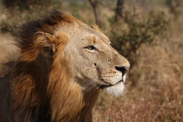 Afrikanischer Loewe Lew Afrykański Pantera Leo — Zdjęcie stockowe