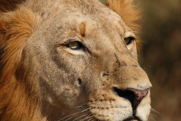 Afrikanischer Loewe León Africano Panthera Leo —  Fotos de Stock