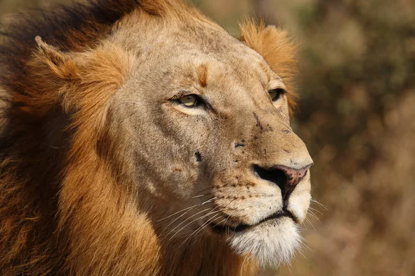 Afrikanischer Loewe African Lion Panthera Leo — Stock Photo, Image