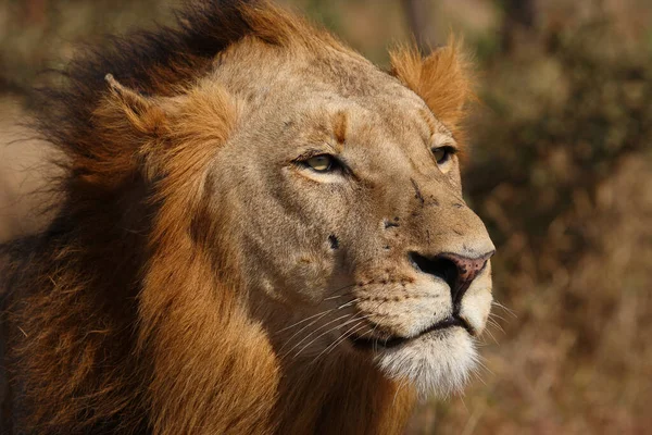 Afrikanischer Loewe African Lion Panthera Leo — 스톡 사진