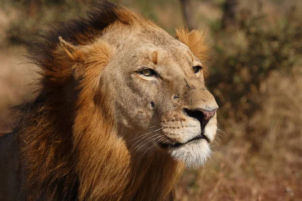 Afrikanischer Loewe Lew Afrykański Pantera Leo — Zdjęcie stockowe