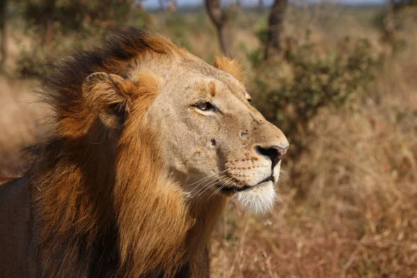 Afrikanischer Loewe African Lion Panthera Leo — стокове фото