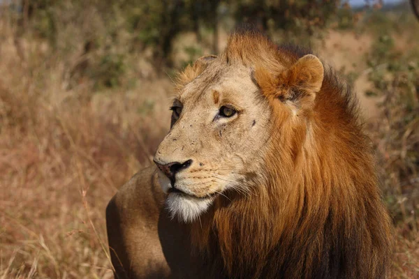 Afrikanischer Loewe Leão Africano Panthera Leo — Fotografia de Stock