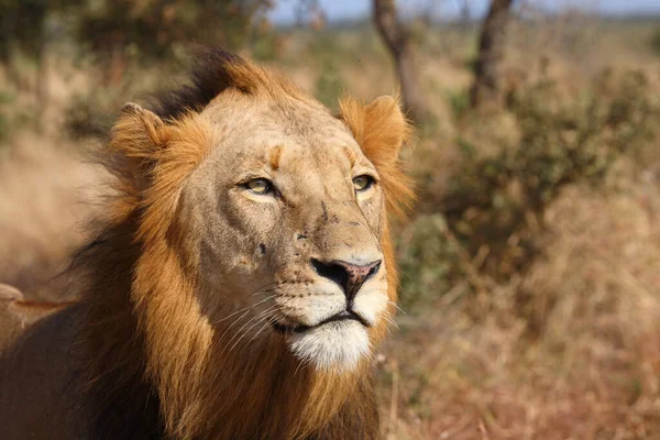 Afrikanischer Loewe Lew Afrykański Pantera Leo — Zdjęcie stockowe