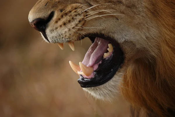 Afrikanischer Loewe / Afrikalı Aslan / Panthera Leo
