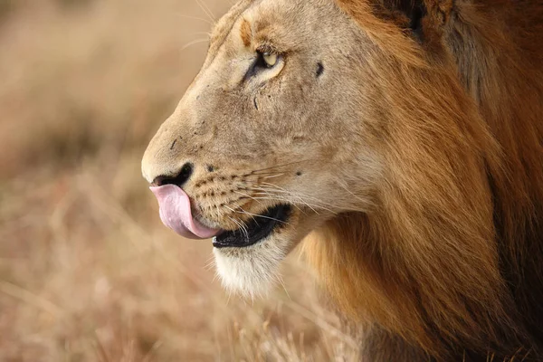 Afrikanischer Loewe Lion Africain Panthera Leo — Photo