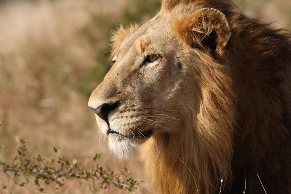 Afrikanischer Loewe Leão Africano Panthera Leo — Fotografia de Stock