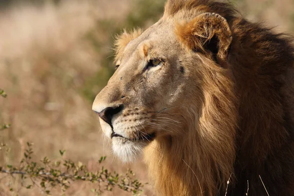 Afrikanischer Loewe Lew Afrykański Pantera Leo — Zdjęcie stockowe