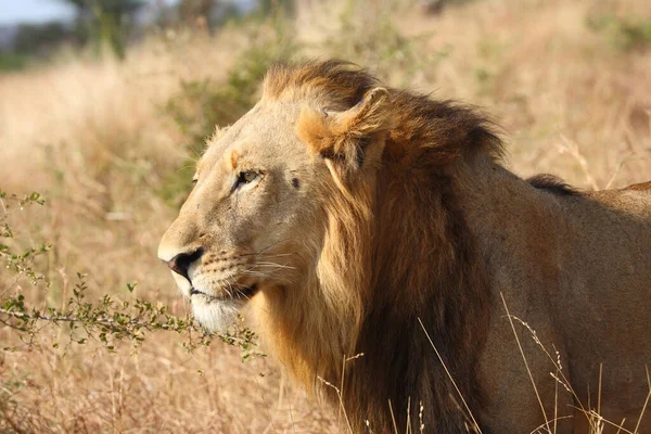 Afrikanischer Loewe Afrikalı Aslan Panthera Leo — Stok fotoğraf