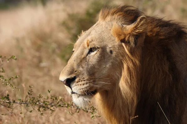 Afrikanischer Loewe León Africano Panthera Leo —  Fotos de Stock