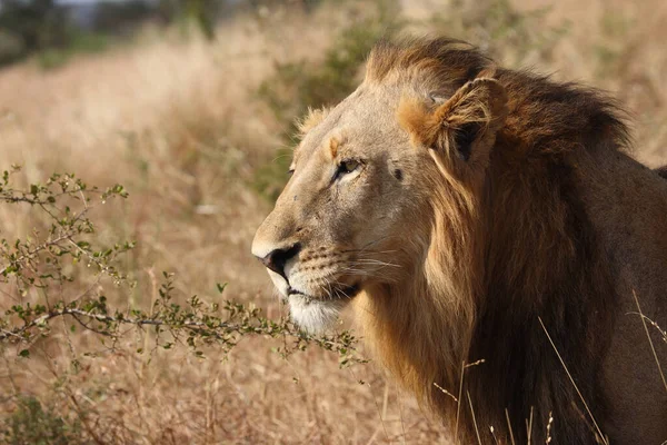 Afrikanischer Loewe León Africano Panthera Leo —  Fotos de Stock