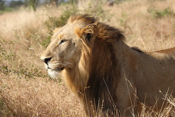 Afrikanischer Loewe León Africano Panthera Leo —  Fotos de Stock