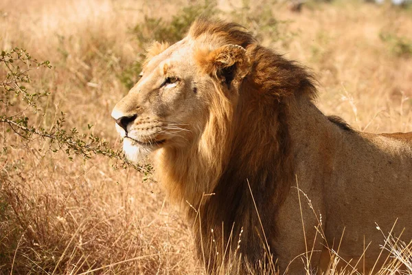 Afrikanischer Loewe Afrikalı Aslan Panthera Leo — Stok fotoğraf