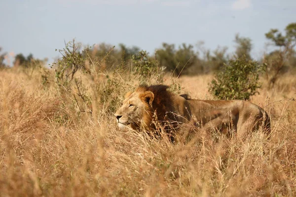 Afrikanischer Loewe African Lion Panthera Leo — 스톡 사진