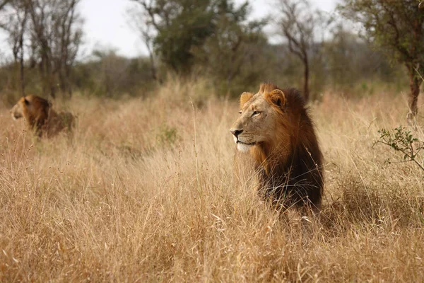 Afrikanischer Loewe León Africano Panthera Leo —  Fotos de Stock