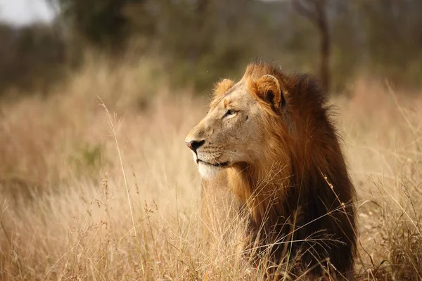 Afrikanischer Loewe Leão Africano Panthera Leo — Fotografia de Stock