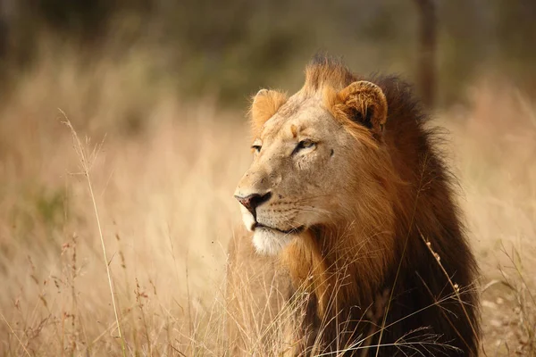 Afrikanischer Loewe African Lion Panthera Leo — Stock Photo, Image
