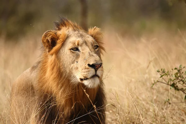 Afrikanischer Loewe African Lion Panthera Leo — 스톡 사진