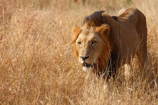 Afrikanischer Loewe Leão Africano Panthera Leo — Fotografia de Stock