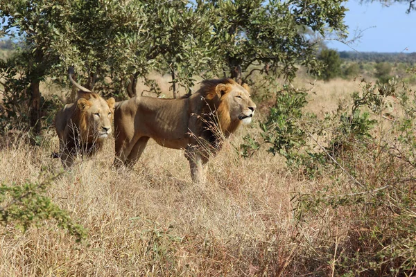 Afrikanischer Loewe León Africano Panthera Leo —  Fotos de Stock