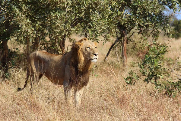 Afrikanischer Loewe Lion Africain Panthera Leo — Photo