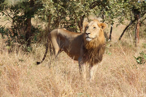 Afrikanischer Loewe Leão Africano Panthera Leo — Fotografia de Stock