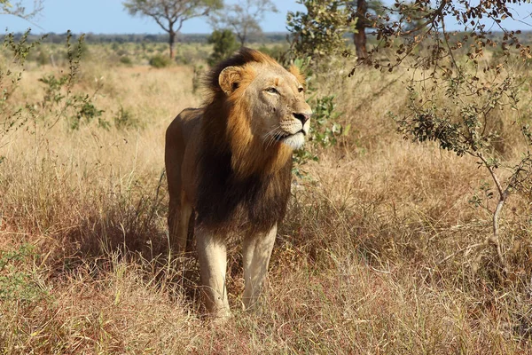 Afrikanischer Loewe Leão Africano Panthera Leo — Fotografia de Stock