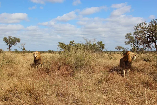 Afrikanischer Loewe African Lion Panthera Leo — ストック写真