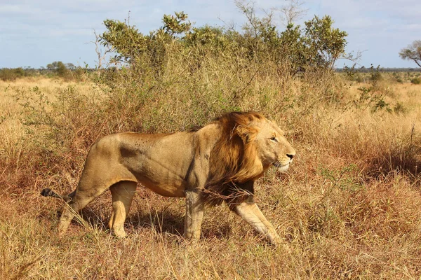 Afrikanischer Loewe Lion Africain Panthera Leo — Photo