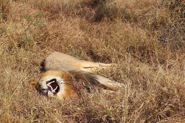 Afrikanischer Loewe Afrikanska Lejonet Panthera Leo — Stockfoto