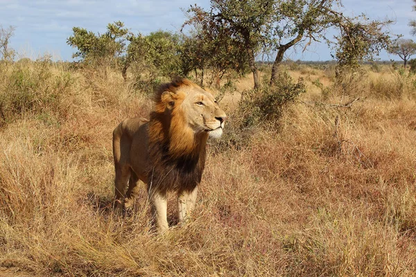 Afrikanischer Loewe Lew Afrykański Pantera Leo — Zdjęcie stockowe