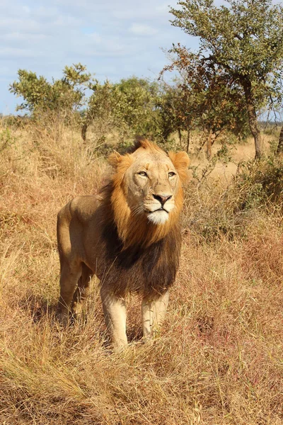 Afrikanischer Loewe African Lion Panthera Leo — ストック写真
