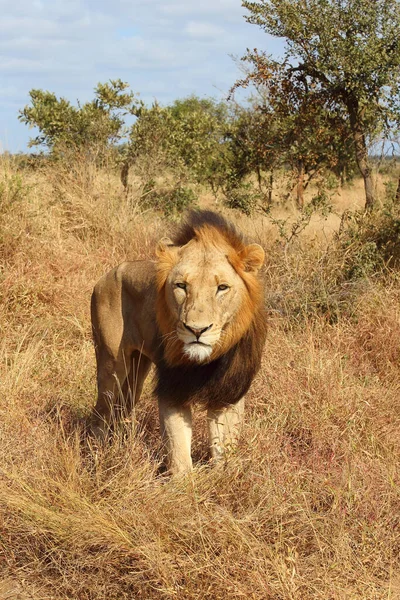 Afrikanischer Loewe Leão Africano Panthera Leo — Fotografia de Stock