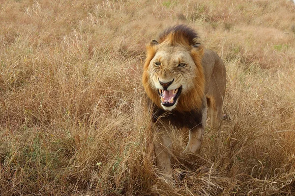 Afrikanischer Loewe African Lion Panthera Leo — Φωτογραφία Αρχείου