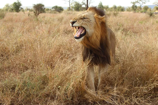 Afrikanischer Loewe Leão Africano Panthera Leo — Fotografia de Stock