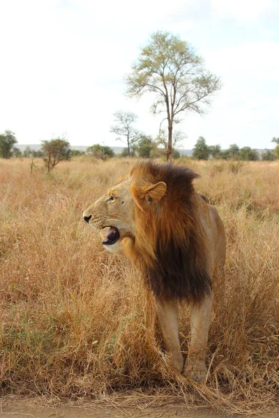 Afrikanischer Loewe African Lion Panthera Leo — Stock Photo, Image