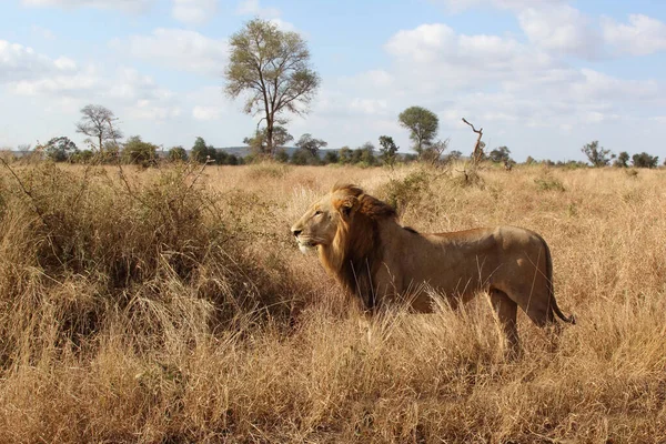 Afrikanischer Loewe León Africano Panthera Leo —  Fotos de Stock