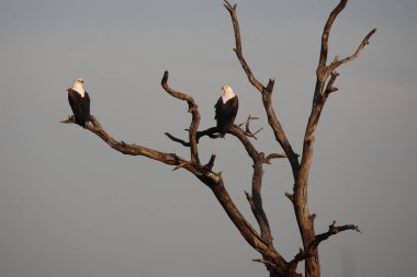 Afrikanischer Schreiseeadler / African fish-eagle / Haliaeetus vocifer