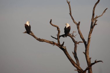Afrikanischer Schreiseeadler / African fish-eagle / Haliaeetus vocifer