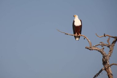 Afrikanischer Schreiseeadler / African fish-eagle / Haliaeetus vocifer