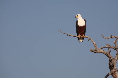 Afrikanischer Schreiseeadler / African fish-eagle / Haliaeetus vocifer