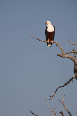 Afrikanischer Schreiseeadler / African fish-eagle / Haliaeetus vocifer