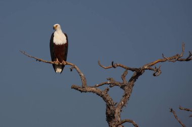 Afrikanischer Schreiseeadler / African fish-eagle / Haliaeetus vocifer