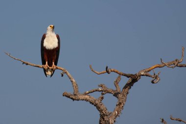 Afrikanischer Schreiseeadler / African fish-eagle / Haliaeetus vocifer