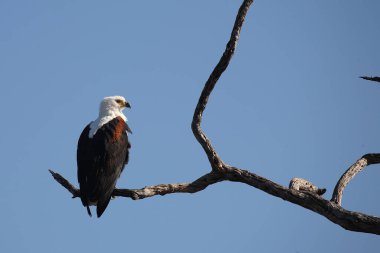 Afrikanischer Schreiseeadler / African fish-eagle / Haliaeetus vocifer
