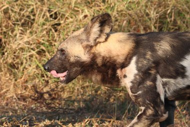 Afrikanischer Wildhund / Afrikalı vahşi köpek / Lycaon pictus