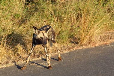 Afrikanischer Wildhund / Afrikalı vahşi köpek / Lycaon pictus