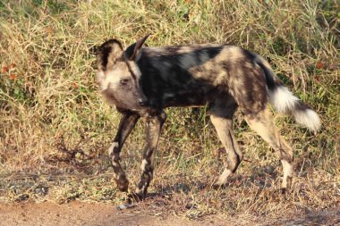 Afrikanischer Wildhund / Afrikalı vahşi köpek / Lycaon pictus