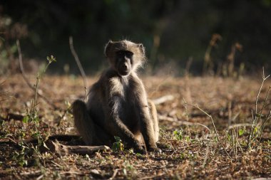 Baerenpavian / Chacma baboon / Papio ursinus